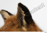 Red fox ear 0007.jpg